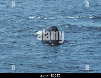 Pottwal - Physeter macrocephalus Stockfoto