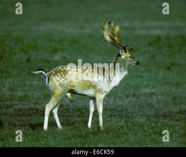 Damhirsch - Dama dama Stockfoto