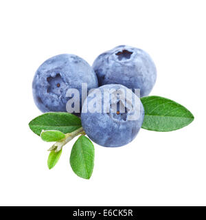 Heidelbeeren in Nahaufnahme Stockfoto