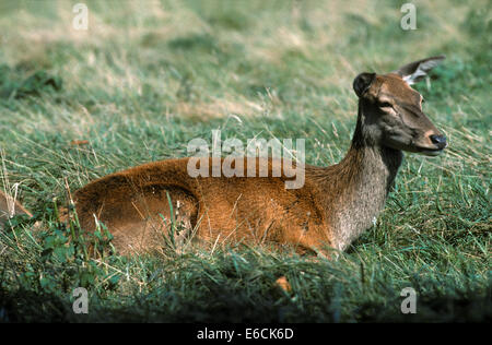 Rotwild - Cervus elaphus Stockfoto