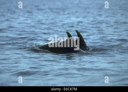 Flasche – Nosed Dolphin - Tursiops truncatus Stockfoto