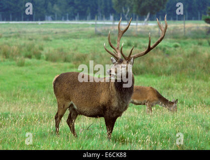 Rotwild - Cervus elaphus Stockfoto