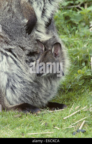 Bennett Wallaby - Macropus rufogriseus Stockfoto