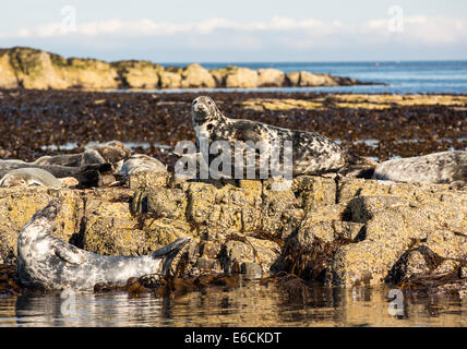 Seehunde, Phoca Vitulina, auf den Farne Islands, Northumberland, UK. Stockfoto