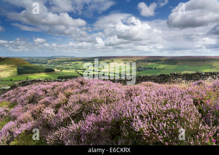 Heather auf Danby Rigg und wenig Fryup Dale Stockfoto