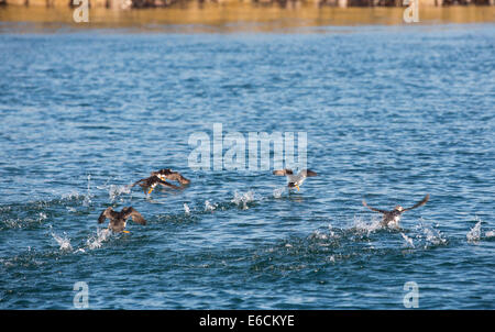 Atlantic Puffin, Fratercula Arctica, ausziehen um die Farne Islands, Northumberland, UK. Stockfoto