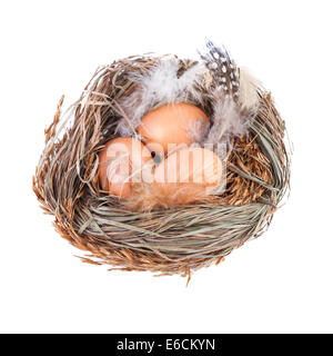 Nest mit Eiern isoliert auf weiss Stockfoto