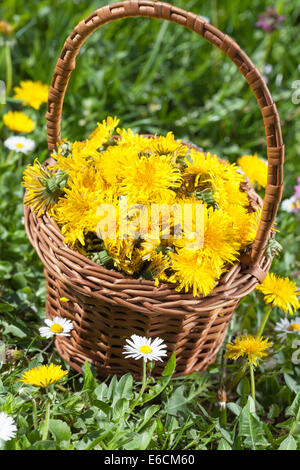 Löwenzahn Blume in einem Korb auf Wiese Stockfoto