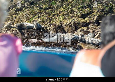 Seehunde, Phoca Vitulina, auf den Farne Islands, Northumberland, UK, von Touristen auf einer Bootstour beobachtet. Stockfoto