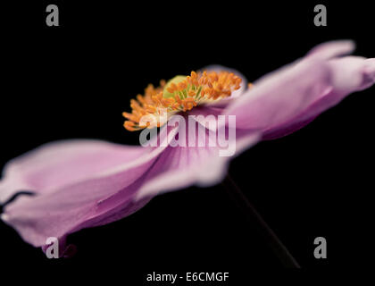 Japanische Anemone × Hybrida Montrose rosa Stockfoto