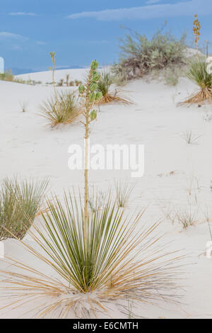 Soaptree Yucca bei Sonnenuntergang Spaziergang im White Sands National Park (Und Monument) in New Mexico Stockfoto