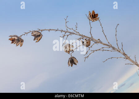 Soaptree Yucca bei Sonnenuntergang Spaziergang im White Sands National Park (Und Monument) in New Mexico Stockfoto