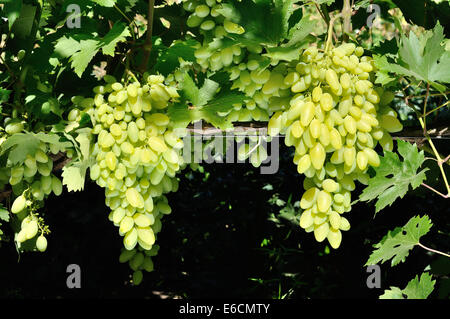 zwei Bündel von weißen Trauben am Rebstock Stockfoto