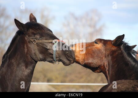 Braune und schwarze Pferde kuschelte einander Stockfoto