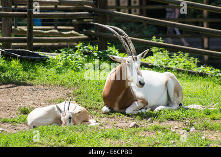 Scimitar Horned Oryx (Oryx Dammah) mit jungen Kalb im Zoo, Plock, Polen Stockfoto