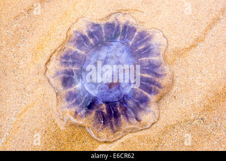 Ein lila Quallen angeschwemmt am Nothumberland Strand. Der Klimawandel verursacht Zahlen von Quallen auf der ganzen Welt zu erhöhen. Stockfoto