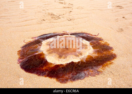 Löwen Mähne Quallen, Cyanea Capillata, angeschwemmt auf einem Nothumberland Strand. Der Klimawandel verursacht Zahlen von Quallen auf der ganzen Welt zu erhöhen. Stockfoto