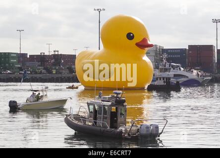 Los Angeles, Kalifornien, USA. 20. August 2014. Eine riesige Gummiente, die Idee des niederländischen Künstlers Florentijn Hofman sechs-Geschichte-große schwimmende "Rubber Duck" Skulptur, Pässe unter der Vincent Thomas Bridge, Ankunft am Hafen von Los Angeles. Bildnachweis: Ringo Chiu/ZUMA Draht/Alamy Live-Nachrichten Stockfoto