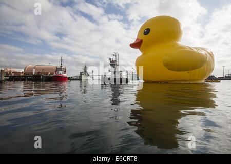 Los Angeles, Kalifornien, USA. 20. August 2014. Eine riesige Gummiente, die Idee des niederländischen Künstlers Florentijn Hofman sechs-Geschichte-große schwimmende "Rubber Duck" Skulptur, Pässe unter der Vincent Thomas Bridge, Ankunft am Hafen von Los Angeles. Bildnachweis: Ringo Chiu/ZUMA Draht/Alamy Live-Nachrichten Stockfoto