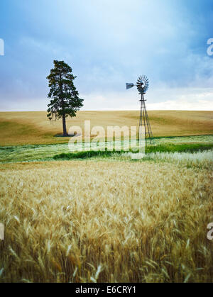 Ein hoher Baum und Windmühle unter einem stürmischen Himmel in den Weideland von Palouse Scenic Byway, Washington, Vereinigte Staaten von Amerika Stockfoto