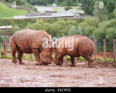 zwei weiße Nashorn spielen kämpfen im Süden Seen Safari Zoo in Cumbria, England Stockfoto