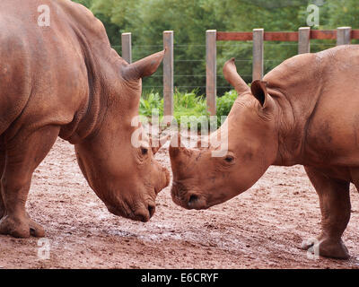 zwei weiße Nashorn spielen kämpfen im Süden Seen Safari Zoo in Cumbria, England Stockfoto