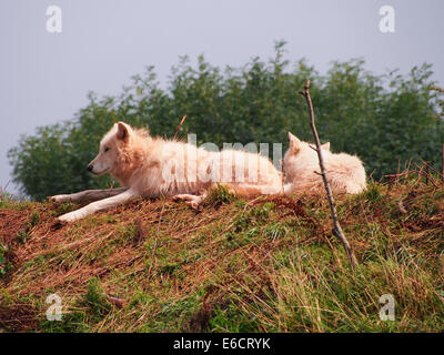 Canis Lupus Arctos, Arctic Wolf Stockfoto