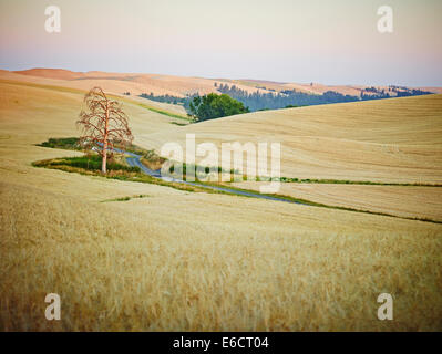 Ein einbiger Baum in einem Grasfleck, umgeben von einem Getreidefeld in Palouse Scenic Byway, Washington, Vereinigte Staaten von Amerika Stockfoto