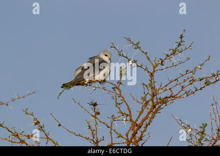 Schwarz-winged Drachen Elanus Caeruleus, Erwachsene, thront auf Acacia Srcub, Diida Xuyyura Ranch, Yabello, Äthiopien im März. Stockfoto