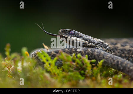 Kreuzotter Vipera Berus (kontrollierten Bedingungen), Männchen, Beduftung mit gespaltener Zunge, Arne, Dorset, Großbritannien im Mai. Stockfoto