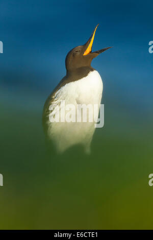 Gemeinsamen Guillemot Uria Aalge, Erwachsene, mit der Aufforderung, Fowlsheugh RSPB Reserve, Kincardineshire, UK im Juli. Stockfoto