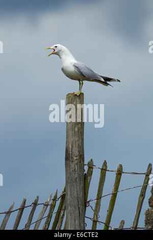 Gemeinsamen Möve Larus Canus, Erwachsene, aufrufen während am Zaun, Lochindorb, Highlands, Schottland, UK im Juli thront. Stockfoto