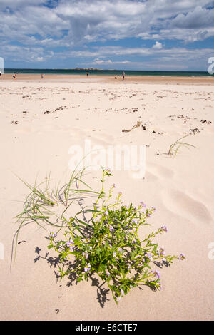 Meer-Rakete, Cakile Maritima, wächst an einem Strand von Northumberland, UK. Stockfoto