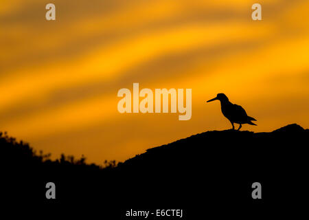 Eurasischen Austernfischer Haematopus Ostralegus, Erwachsene Portrait, hinterleuchtete gegen orangefarbenen Himmel, Skomer, Wales, UK im Juni. Stockfoto