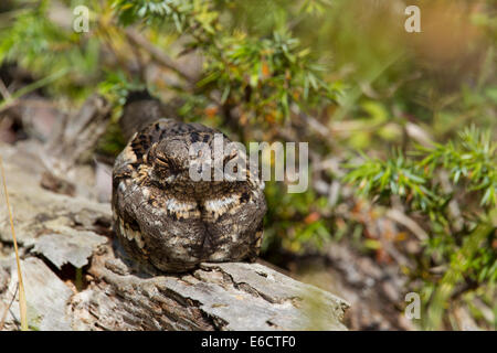 Europäische Ziegenmelker Caprimulgus Europaeus, Schlafplatz auf umgestürzten Baumstamm am St. Meyme de Rozens, Frankreich im Mai. Stockfoto