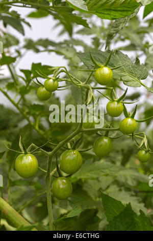 Cluster von unreifen grünen Tomaten wachsen im Sommergarten Stockfoto