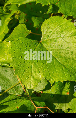 WARREN, VERMONT, USA - Morgentau, Wassertropfen auf Weinblätter. Stockfoto