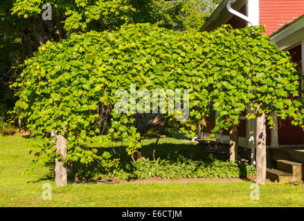 WARREN, VERMONT, USA - Weinlaube. Stockfoto