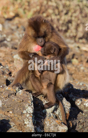 Gelada Pavian Theropithecus Gelada, Säugling von der Mutter mit einer anderen Prüfung, Portugiesisch Brücke, Äthiopien im Februar Spanferkel. Stockfoto