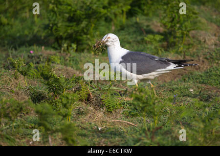 Weniger schwarz-unterstützte Möve Larus Fuscus, Erwachsene, tragen Nistmaterial in Rechnung, Skomer, Wales, UK im Juni. Stockfoto