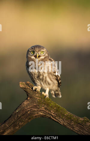 Steinkauz Athene Noctua, Jugendkriminalität, thront auf Zweig, Tiszaalpár, Ungarn im Juni. Stockfoto