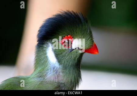 Zarte grüne Turaco Vogel mit rotem Schnabel weiß Aufnäher schwarze Krone und rot Wachstum um Augen Stockfoto