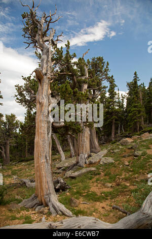 Idaho Springs, Colorado - Bristlecone Kiefern (Pinus Aristata) in der Mt. Goliath Naturgebiet auf Mt. Evans. Stockfoto