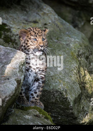 Weibliche Amur Leopard Cub auf Felsen sitzend Stockfoto