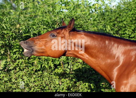 Pferd unter einem Baum an einem sonniger Tag lachen Stockfoto