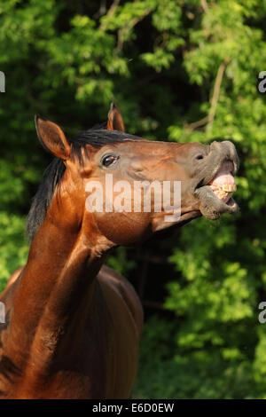 Bucht Pferd Lächeln und lachen Stockfoto