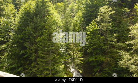 Nadelwald, Est Europe, Karpaten. Stockfoto