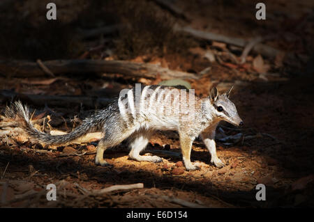 Numbat in einem Lichtstrahl auf dem Boden des Waldes zu Nahrungssuche. Stockfoto