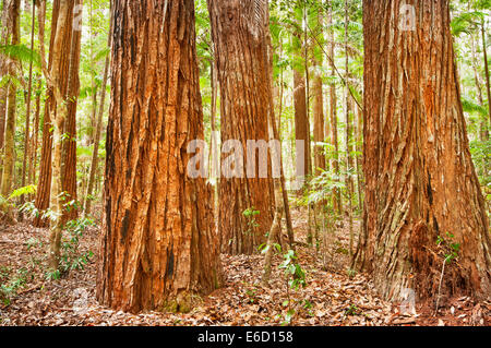 Riesige Satinay-Bäume in Haufen Tal auf Fraser Island. Stockfoto