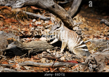 Bedrohte Numbat gut getarnt in seinem natürlichen Lebensraum. Stockfoto